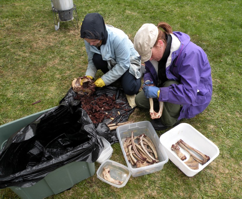 Elfshot Boiling the Hooded Seal Bones